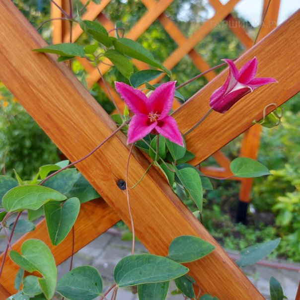 превью изображения отзыва