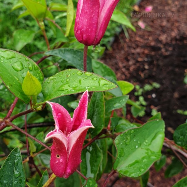 превью изображения отзыва