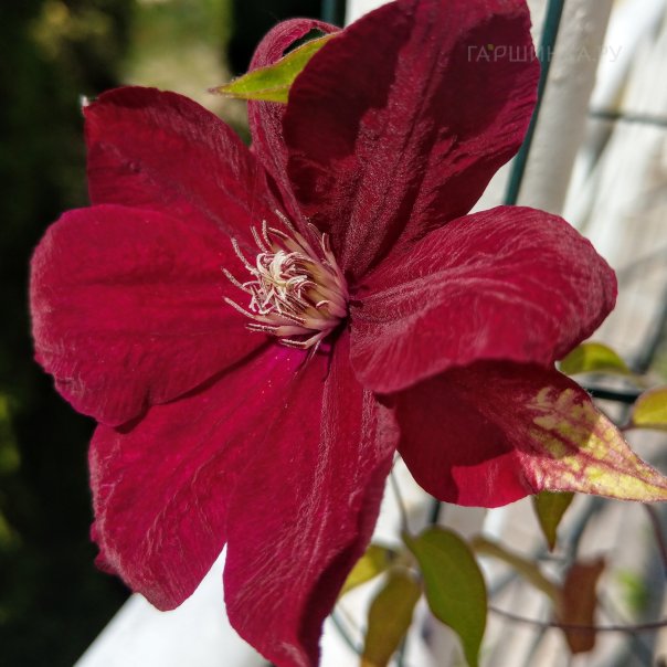 превью изображения отзыва