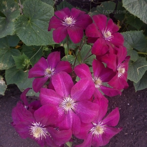 превью изображения отзыва