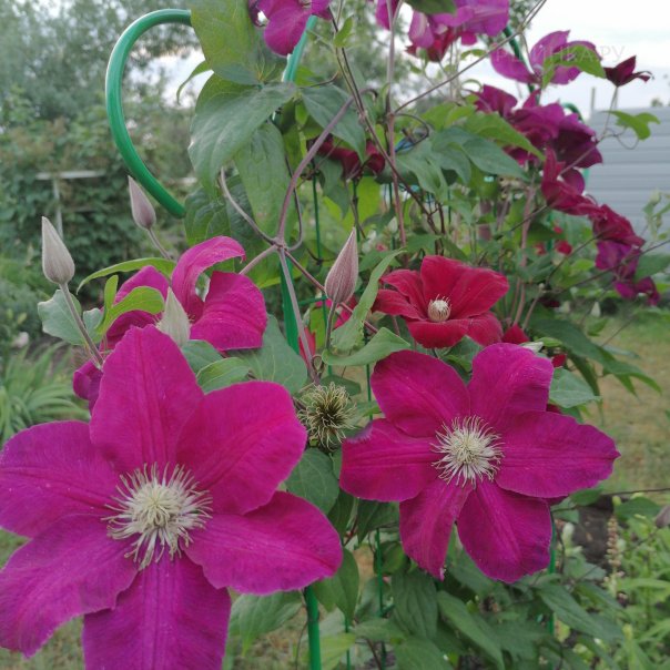 превью изображения отзыва