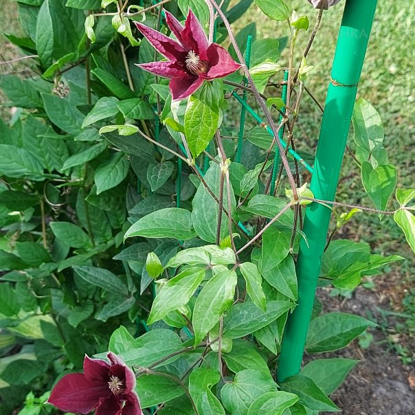 превью изображения отзыва