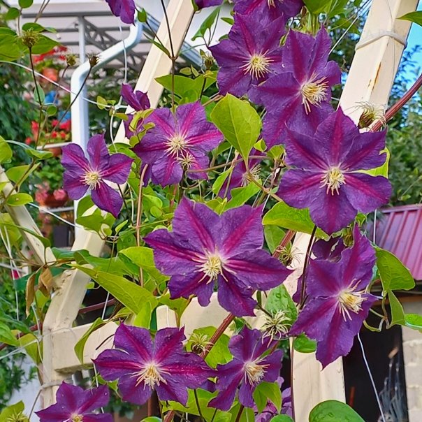 превью изображения отзыва