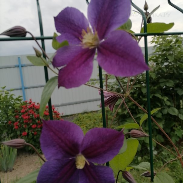 превью изображения отзыва