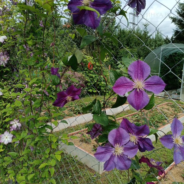 превью изображения отзыва