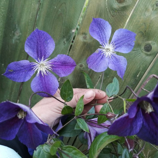 превью изображения отзыва