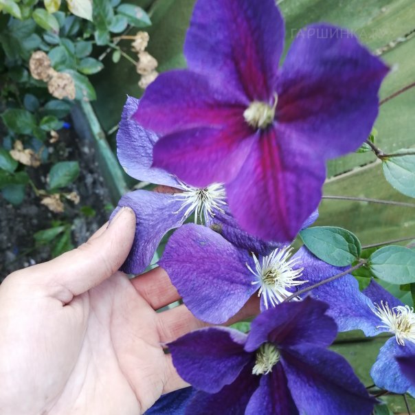 превью изображения отзыва