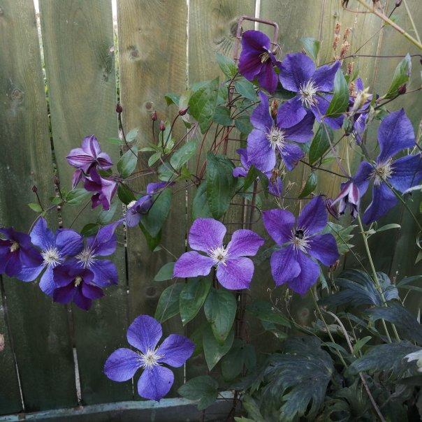 превью изображения отзыва