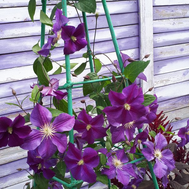 превью изображения отзыва