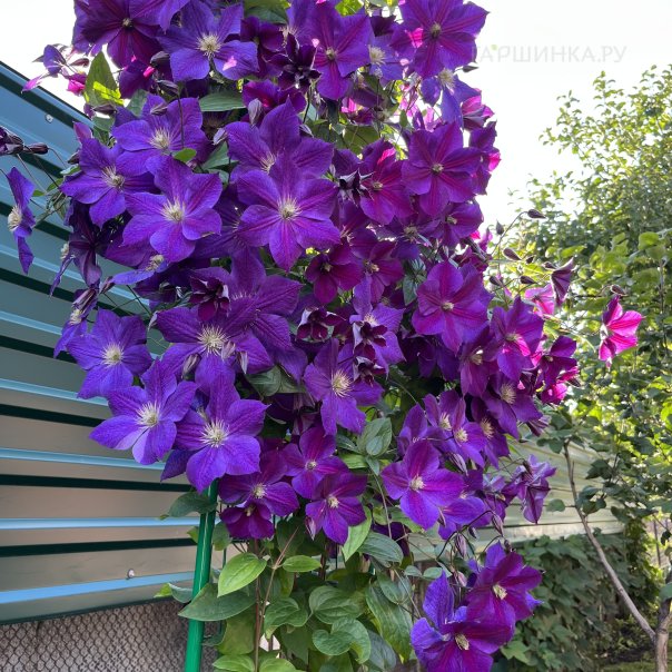 превью изображения отзыва