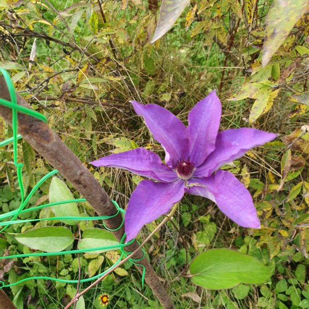 превью изображения отзыва