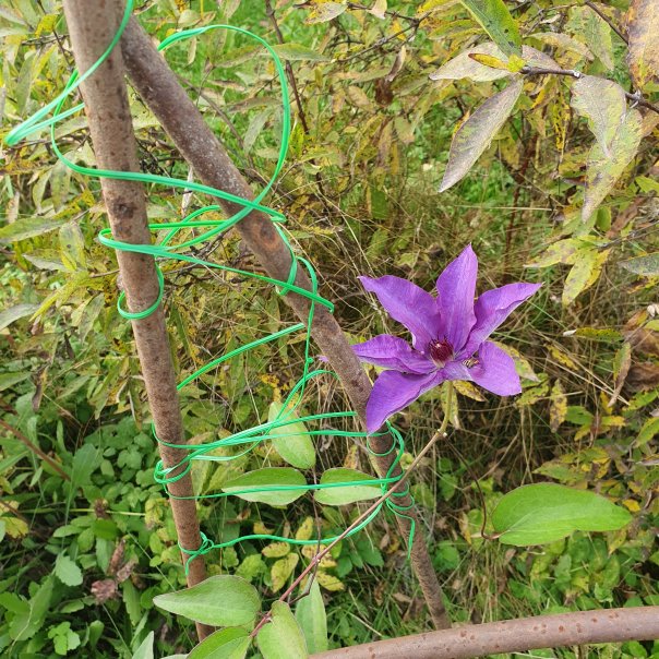 превью изображения отзыва