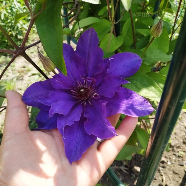 превью изображения отзыва