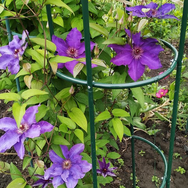 превью изображения отзыва