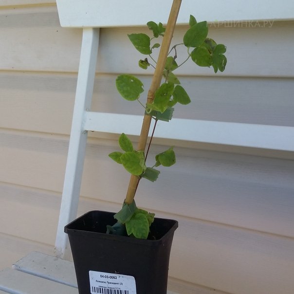 превью изображения отзыва