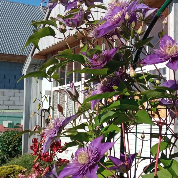 превью изображения отзыва