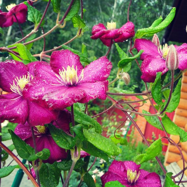 превью изображения отзыва