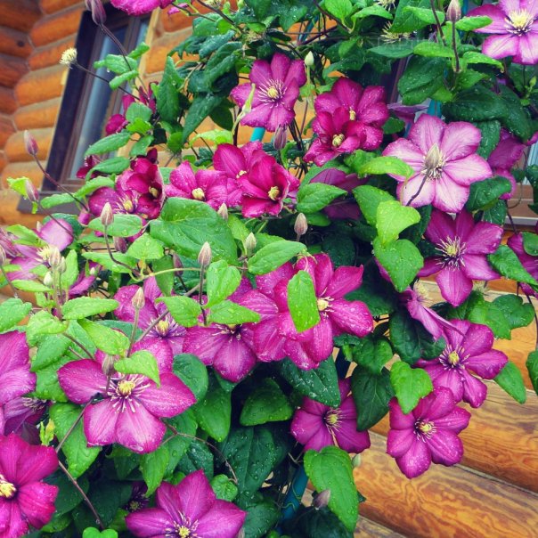 превью изображения отзыва