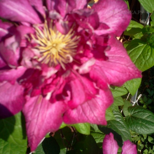 превью изображения отзыва