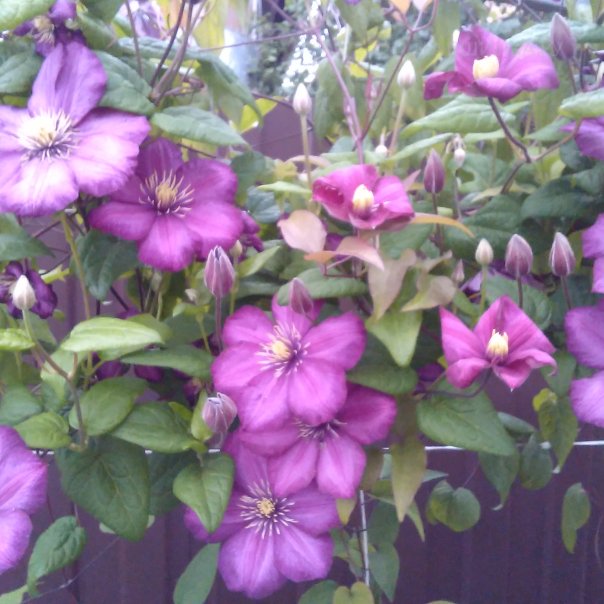 превью изображения отзыва