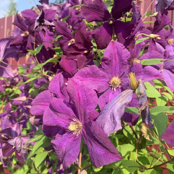 превью изображения отзыва