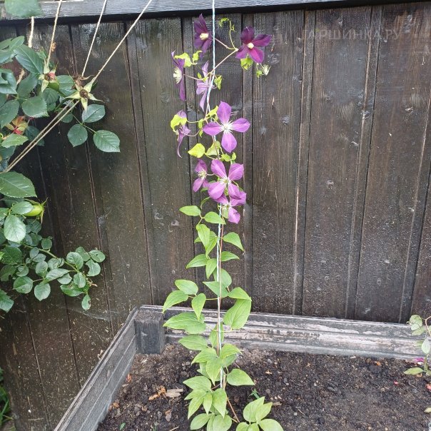 превью изображения отзыва