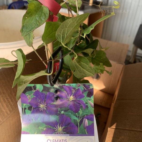 превью изображения отзыва