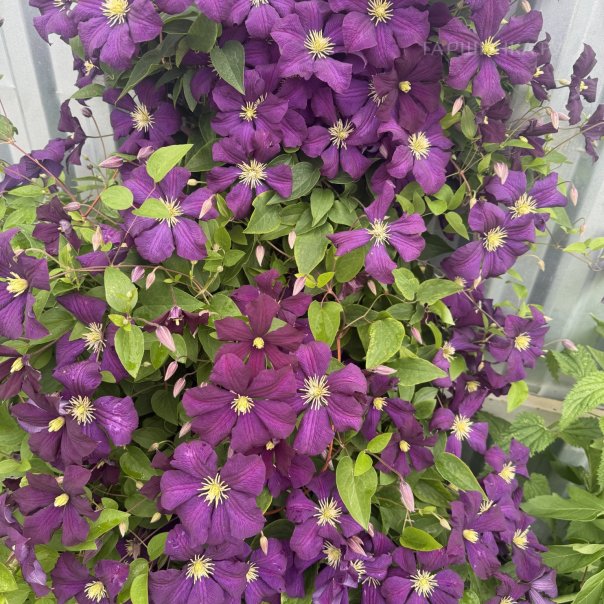 превью изображения отзыва