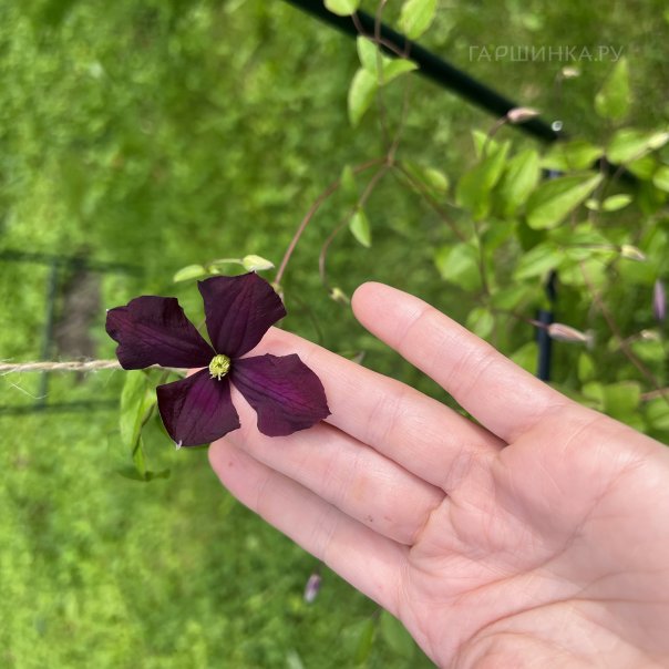 превью изображения отзыва