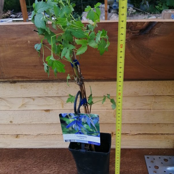 превью изображения отзыва