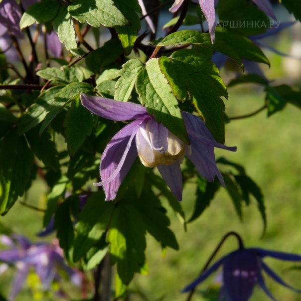 превью изображения отзыва
