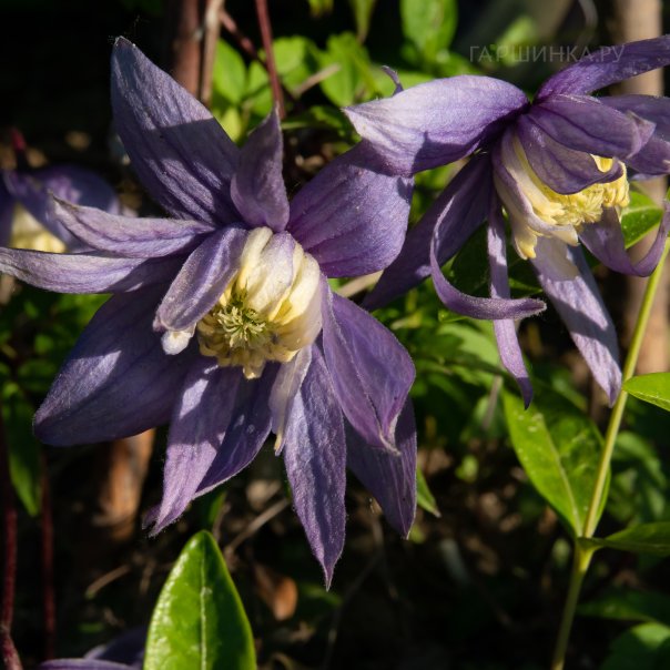 превью изображения отзыва