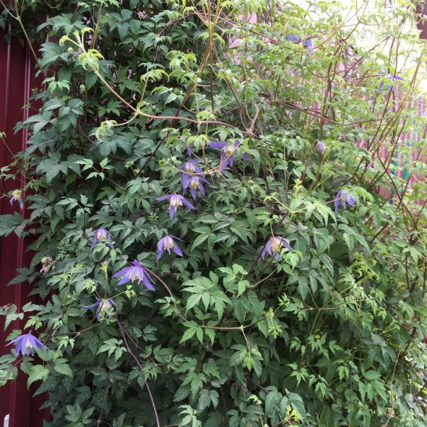 превью изображения отзыва