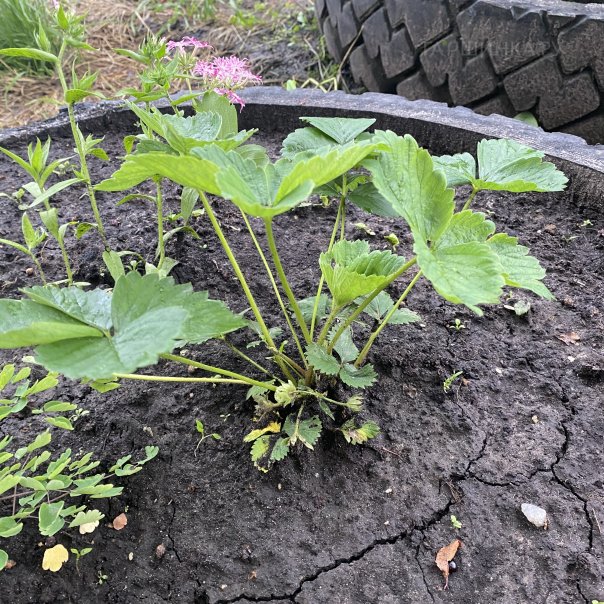 превью изображения отзыва