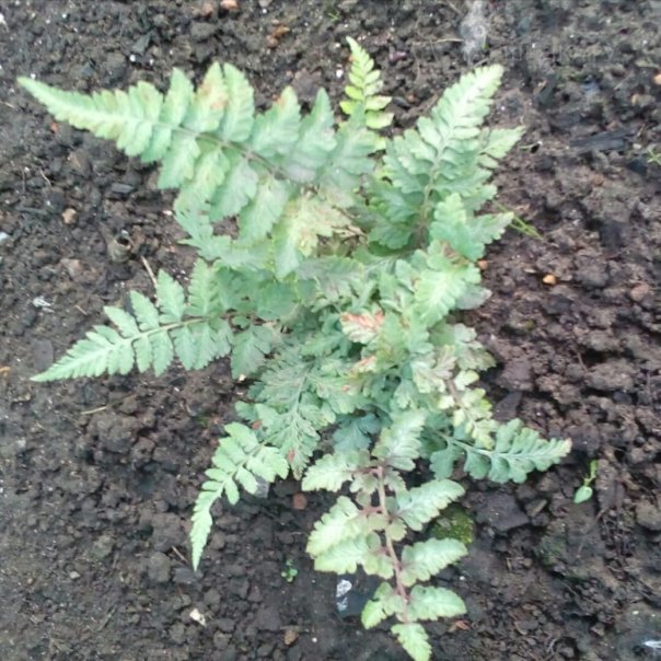 превью изображения отзыва