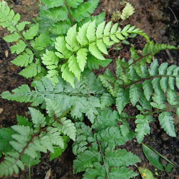 превью изображения отзыва