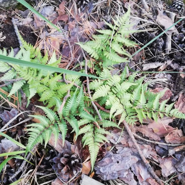 превью изображения отзыва