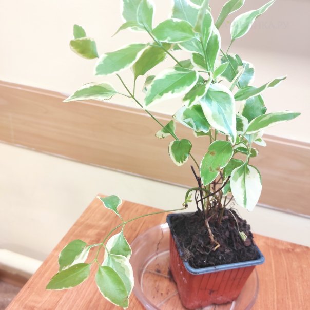 превью изображения отзыва