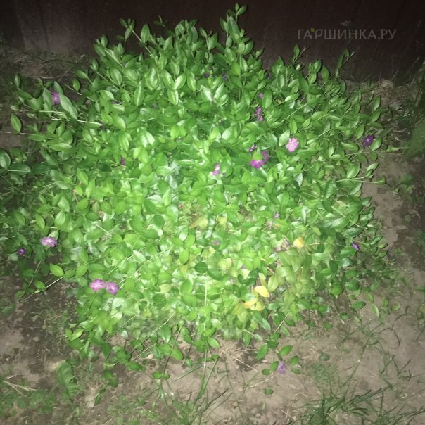 превью изображения отзыва