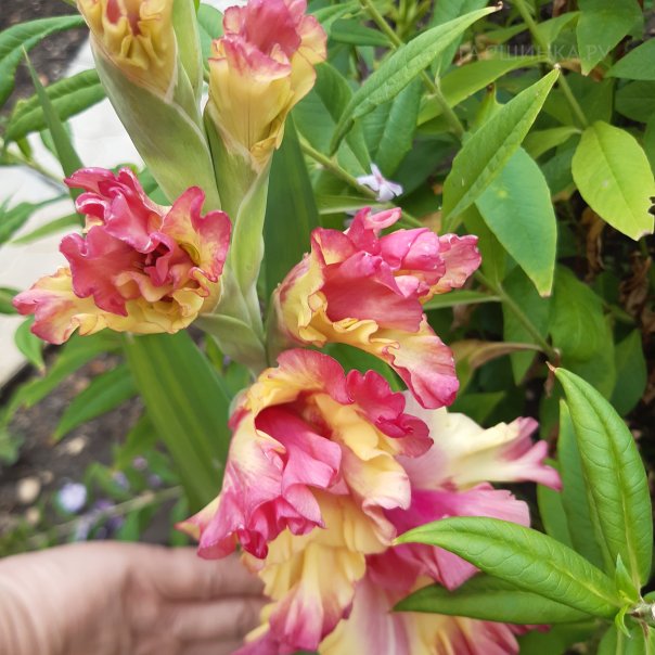 превью изображения отзыва