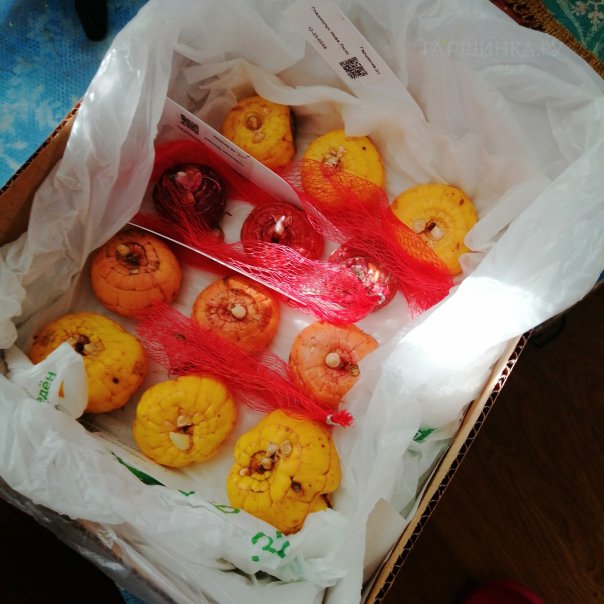 превью изображения отзыва