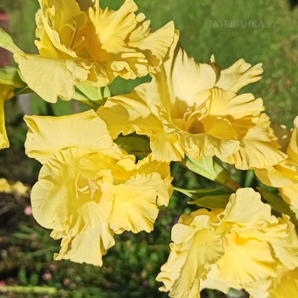 превью изображения отзыва