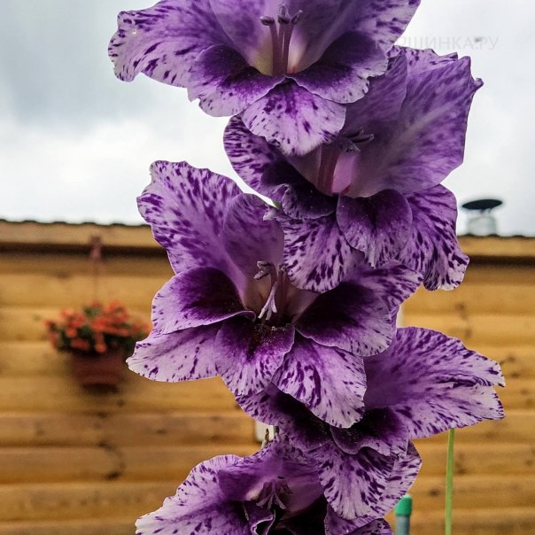 превью изображения отзыва