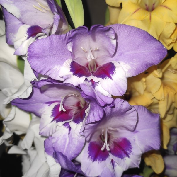 превью изображения отзыва