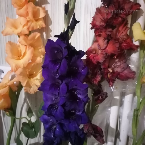 превью изображения отзыва