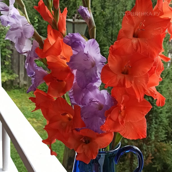 превью изображения отзыва