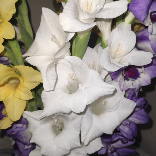 превью изображения отзыва