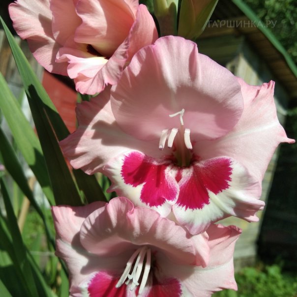 превью изображения отзыва