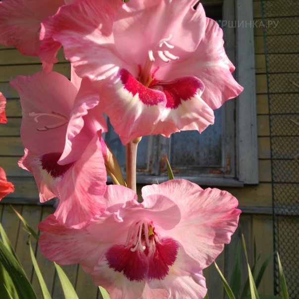 превью изображения отзыва