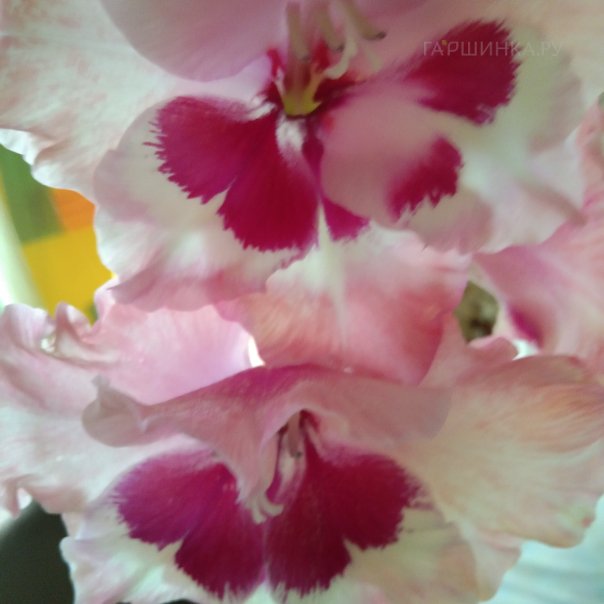 превью изображения отзыва